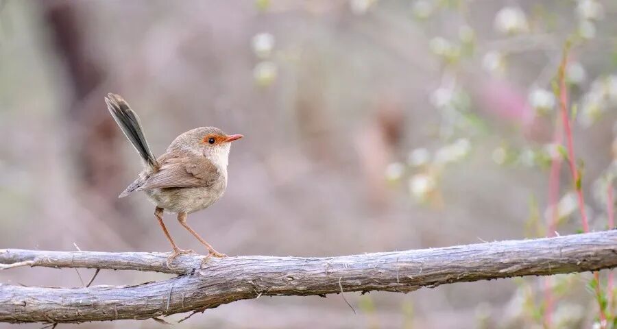 不拼低价家电厂商今年拼什么？-家电圈官网