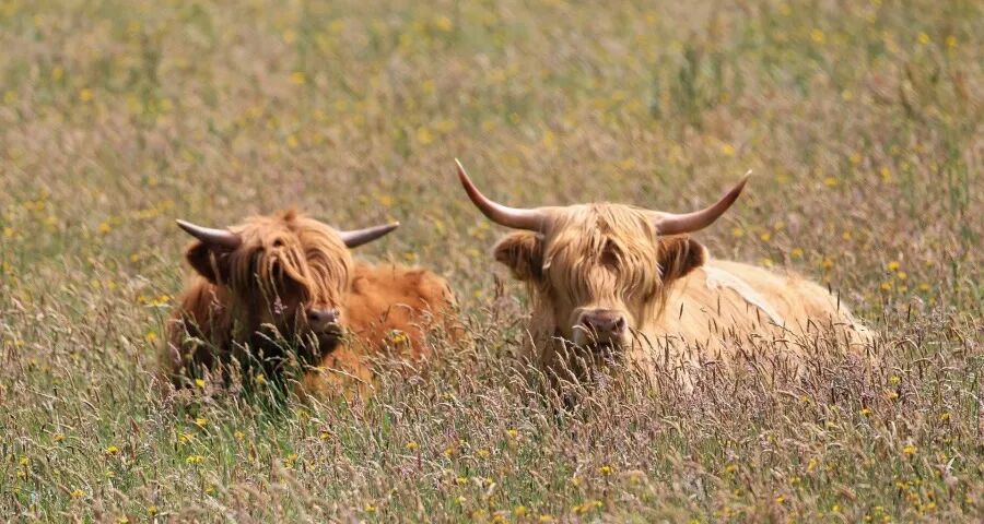 今年1月家电市场出货反弹企稳-家电圈官网