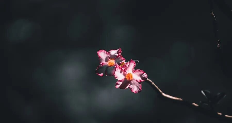 今年起家电零售商要猛抓增量市场-家电圈官网