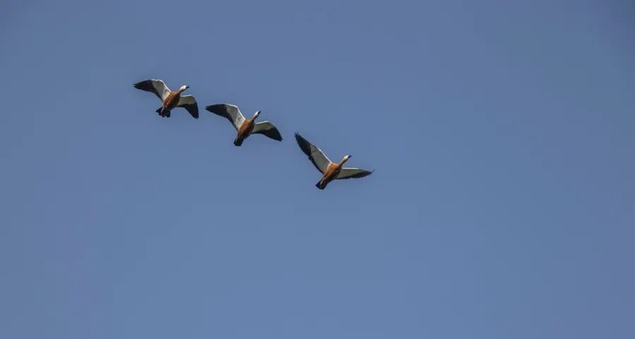 彩电市场今年还有多少机会？-家电圈官网