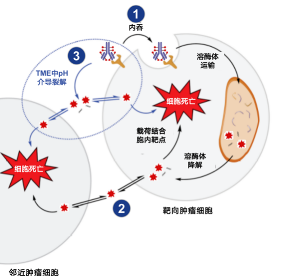 为什么建立双输液通道科伦药业2026战略：默沙东93亿美元合作+ADC管线+双抗，开启全球创新药市场！_https://www.jmylbn.com_新闻资讯_第7张