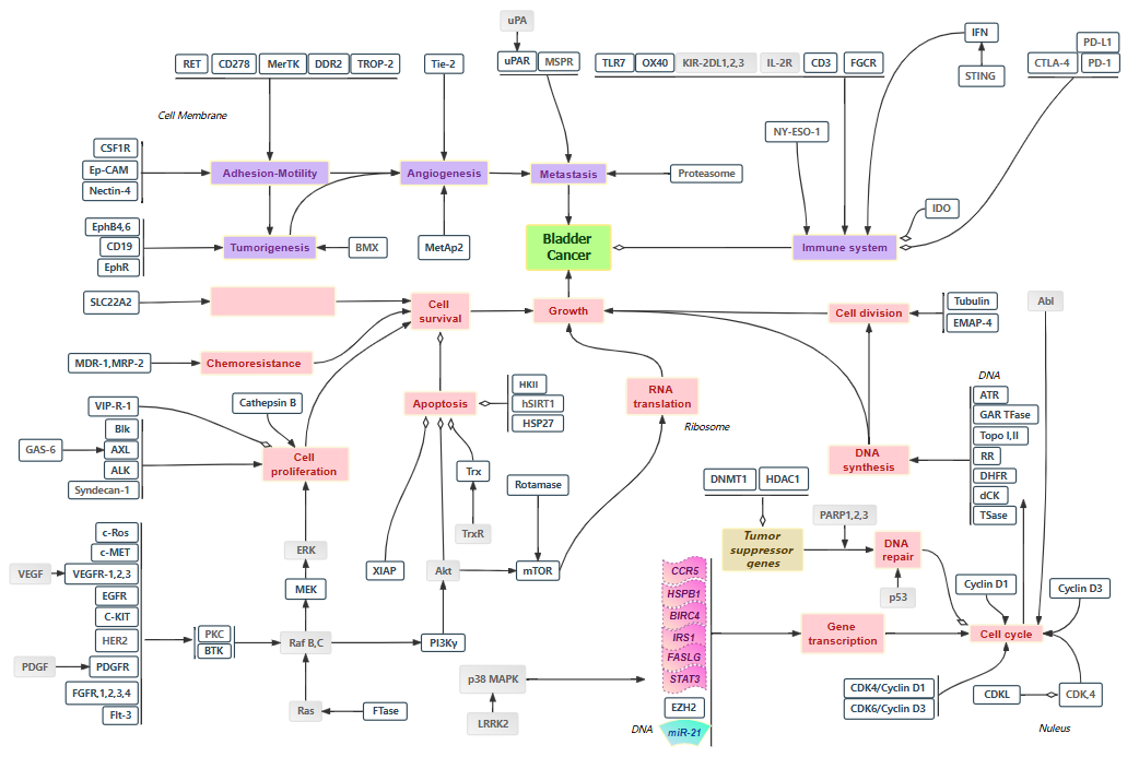 为什么建立双输液通道科伦药业2026战略：默沙东93亿美元合作+ADC管线+双抗，开启全球创新药市场！_https://www.jmylbn.com_新闻资讯_第21张