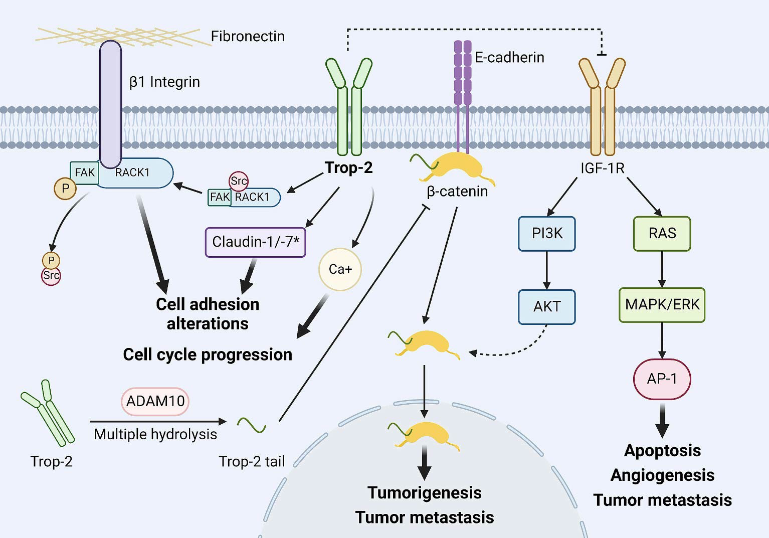 为什么建立双输液通道科伦药业2026战略：默沙东93亿美元合作+ADC管线+双抗，开启全球创新药市场！_https://www.jmylbn.com_新闻资讯_第20张