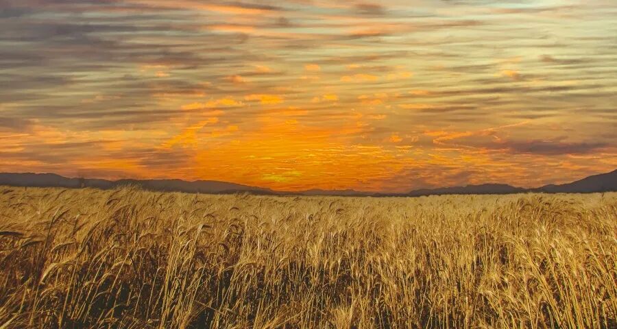 家电品牌授权经营还要再烧四把火!-家电圈官网