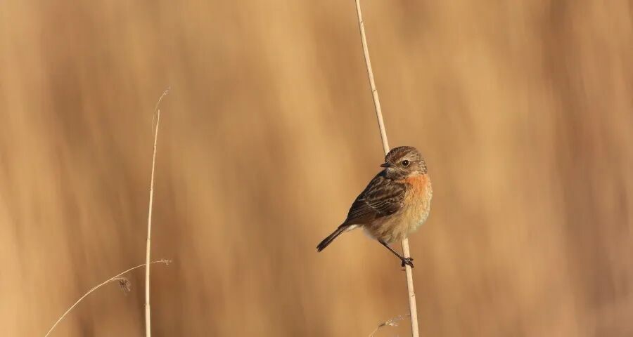 ‍警惕京东家电“百亿双补”的冲击-家电圈官网