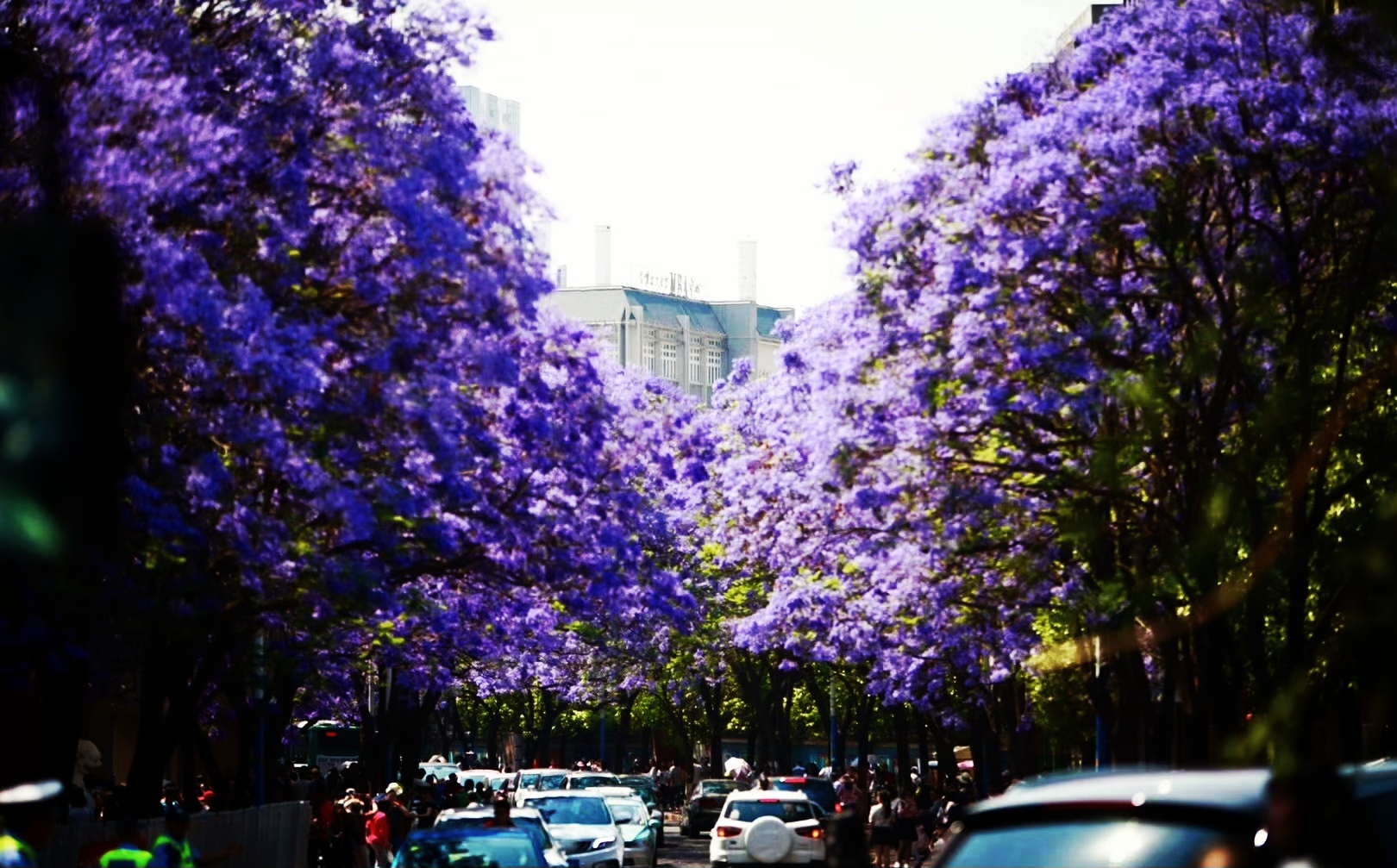 一朵花与一座城的双向奔赴