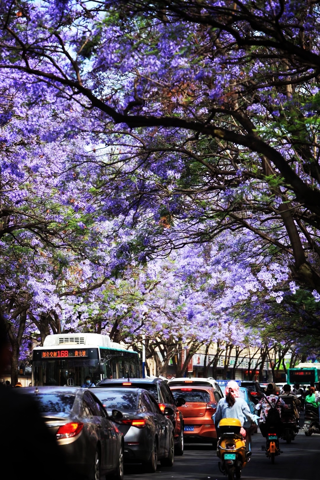 一朵花与一座城的双向奔赴