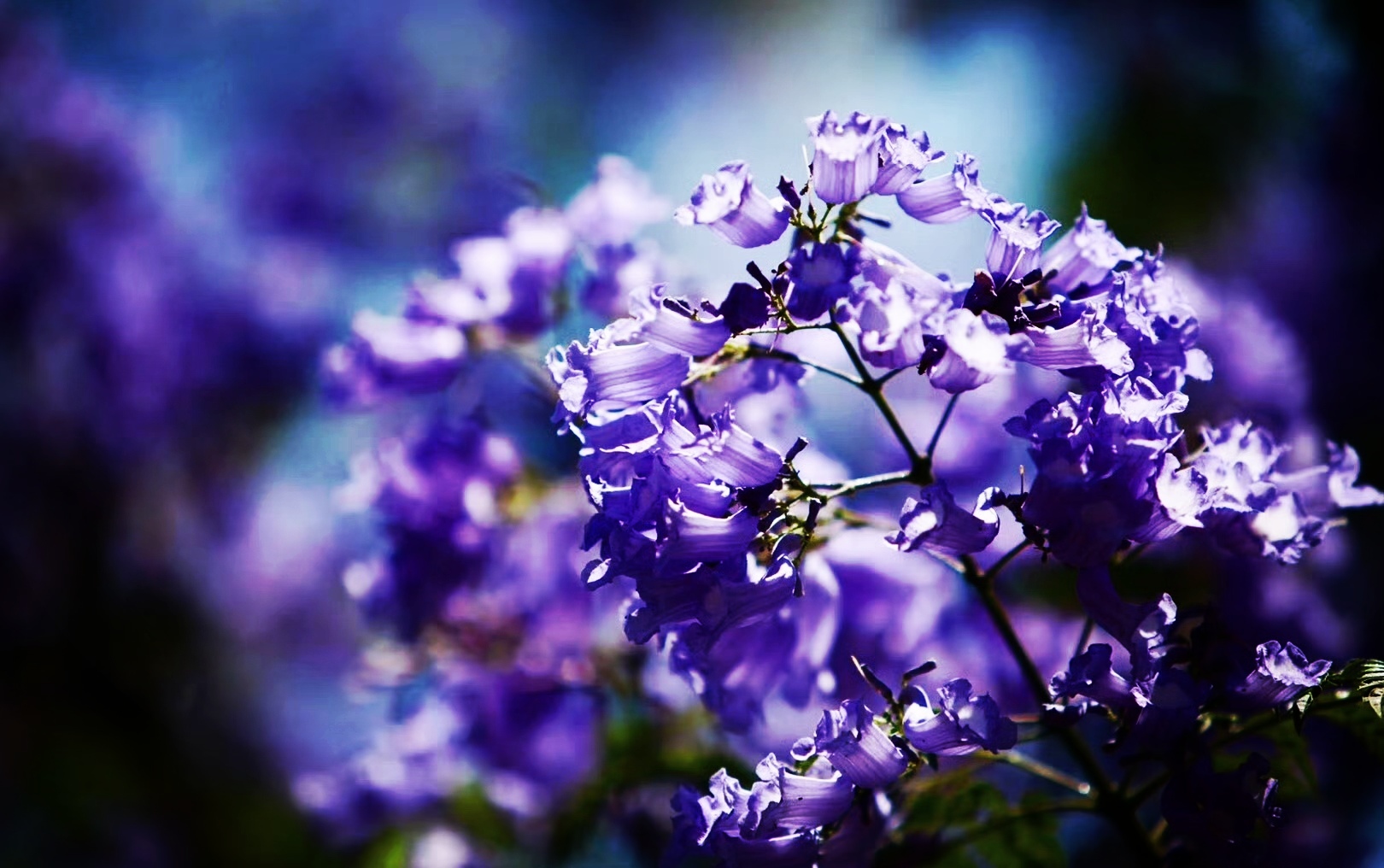 一朵花与一座城的双向奔赴