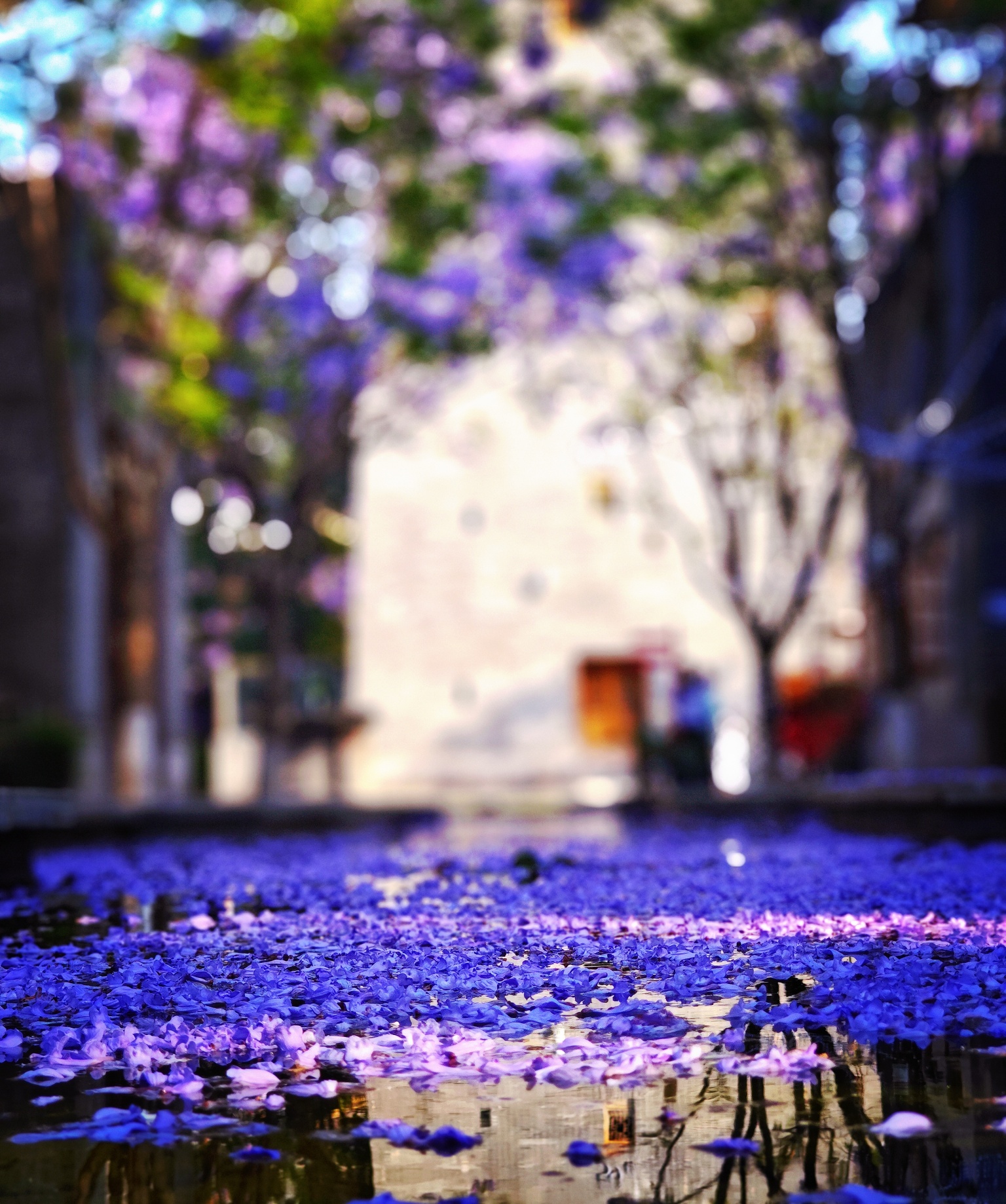 一朵花与一座城的双向奔赴