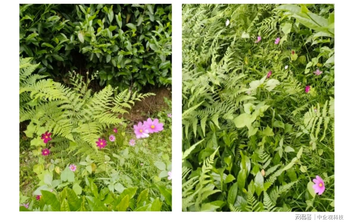 索尼协生农法技术支持的首个绿茶产品发布，探索可持续消费新实践-家电圈官网