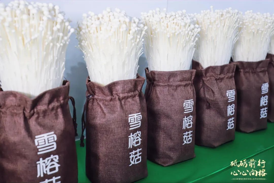 新春快乐雪榕生物祝您龙年行大运祥瑞照门庭