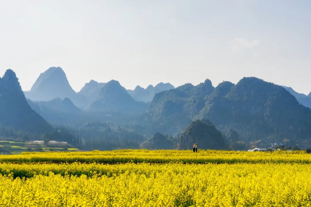 兴义油菜花最佳地点图片