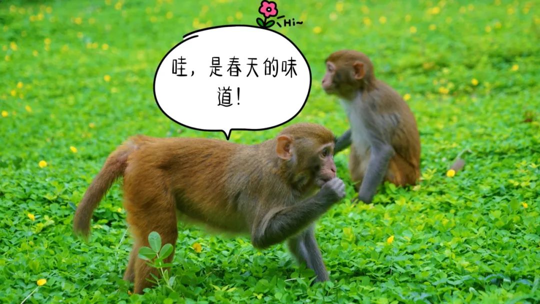 猴王巡山,萌猴游泳,猕猴跳水听,它们在说"猴喜欢你"~只见猴队长高举