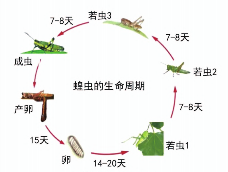 蝗虫的一生图片