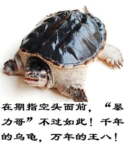 千年的乌龟,万年的王八!