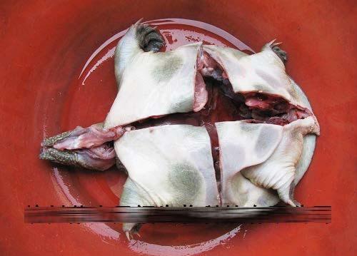 看爷爷怎么对付甲鱼的