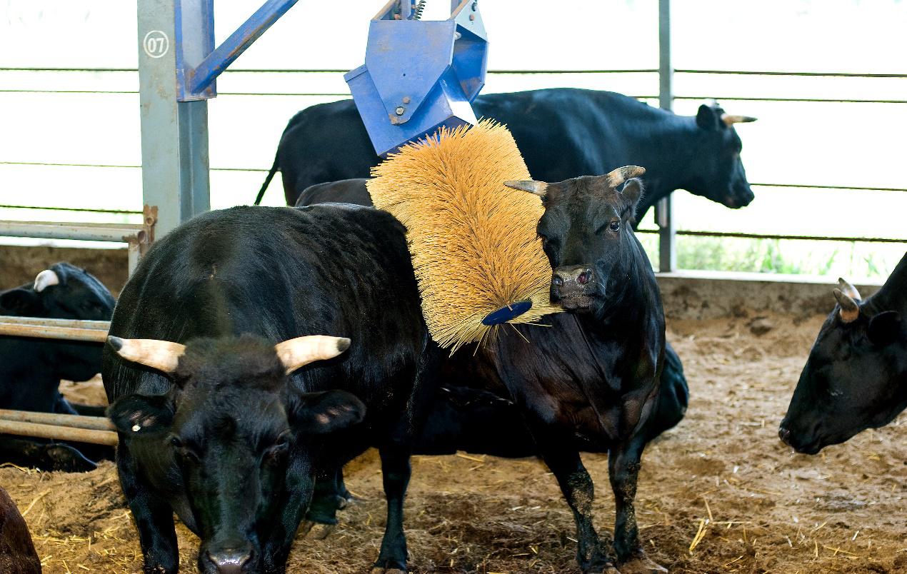 秦宝牛睡软床享按摩,秦宝牧业的科学养牛经