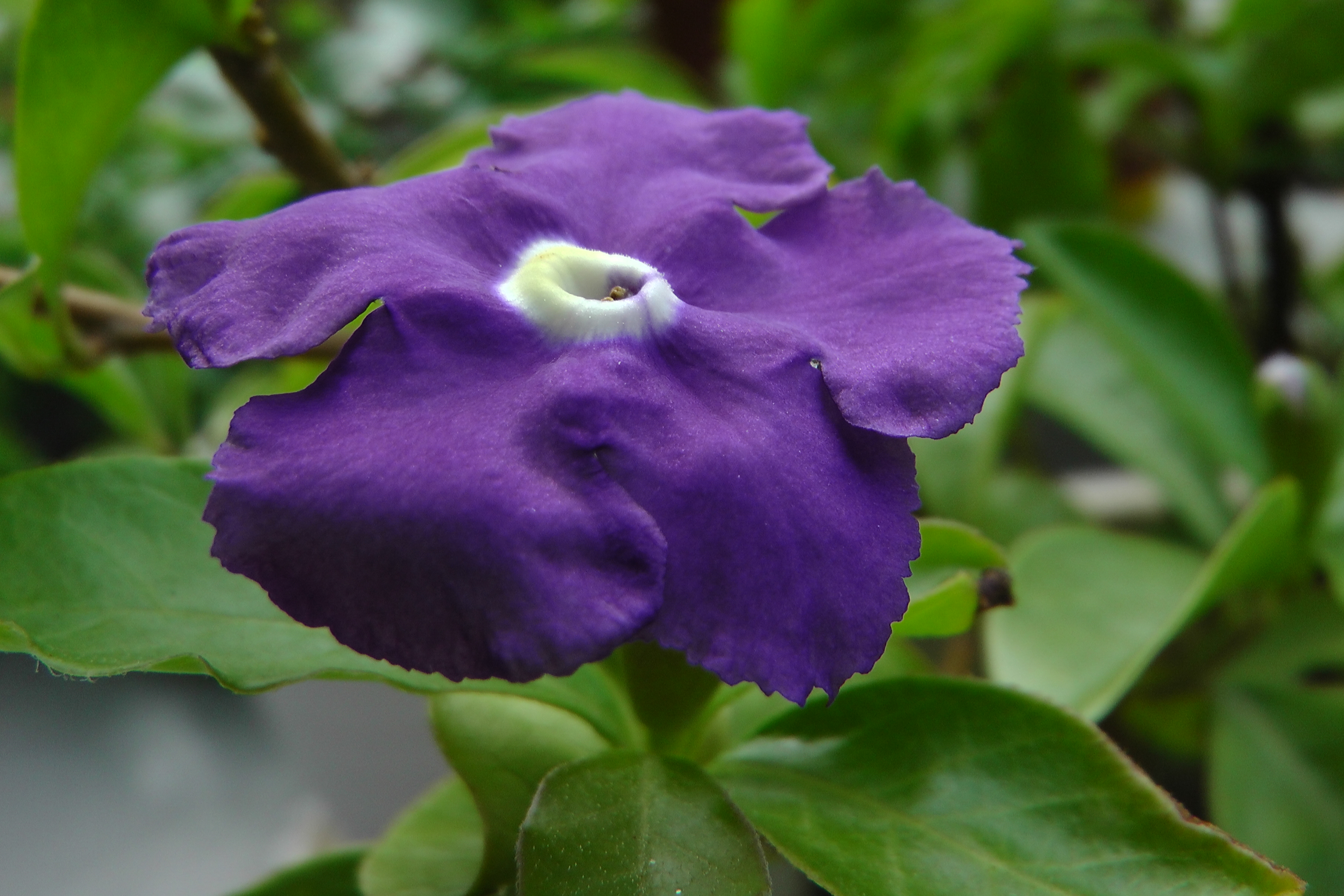 瞧瞧我的双色茉莉