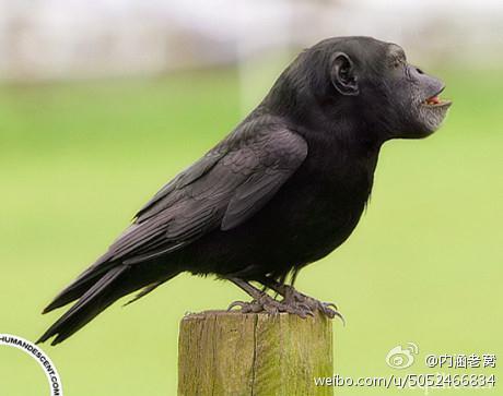 明天大股东减持不用再发公告了,一字跌停!