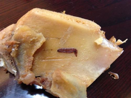 金字火腿里面长蛆