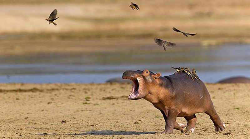 河马宝宝被鸟群吓坏,失去理智尖叫狂奔.