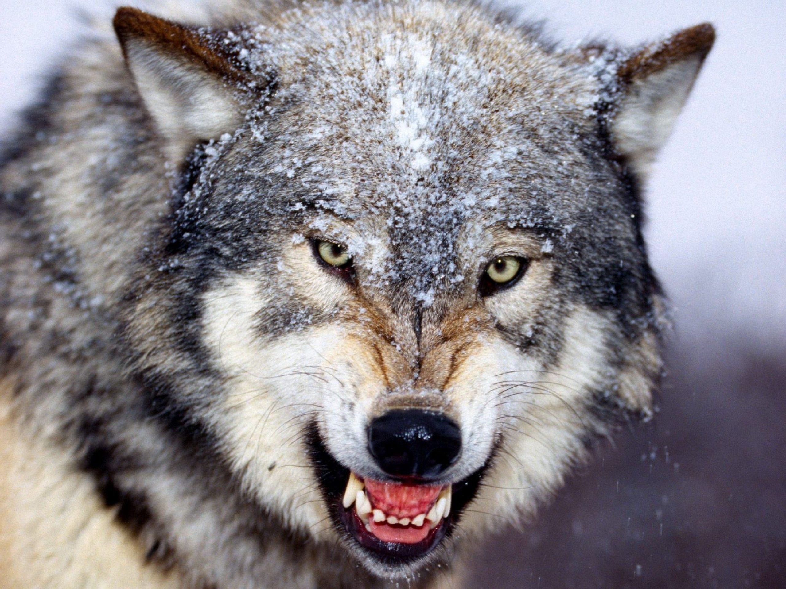 狼的霸气血性图片