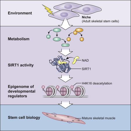 cell stem cell:sirt1— 连接骨骼肌干细胞代谢与表观遗传的新纽带