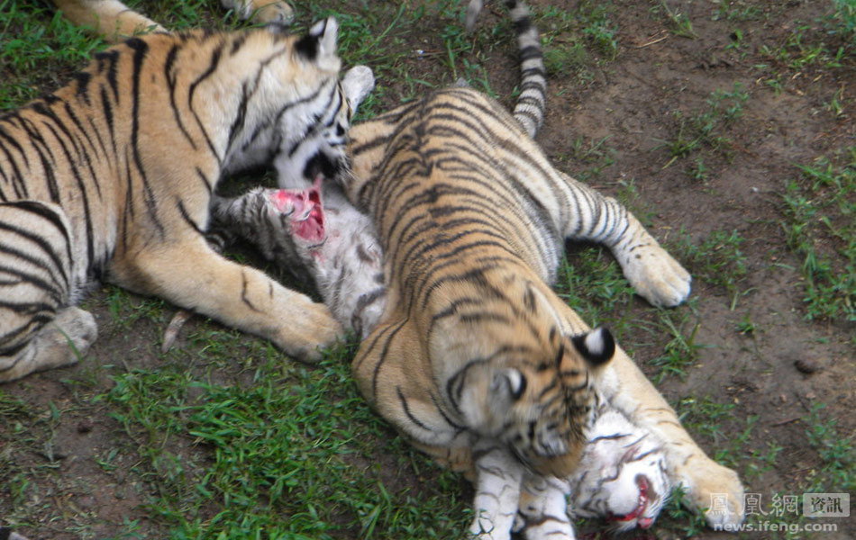 因老鼠仓未进够低价筹码故庄家再打压十个交易日供其进足货600868