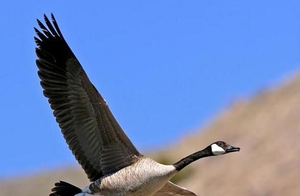 燕雀安知鸿鹄之志