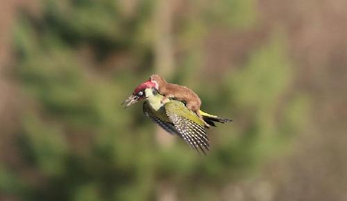 两铁一交熊途漫漫,熊途漫漫,漫漫漫漫啊