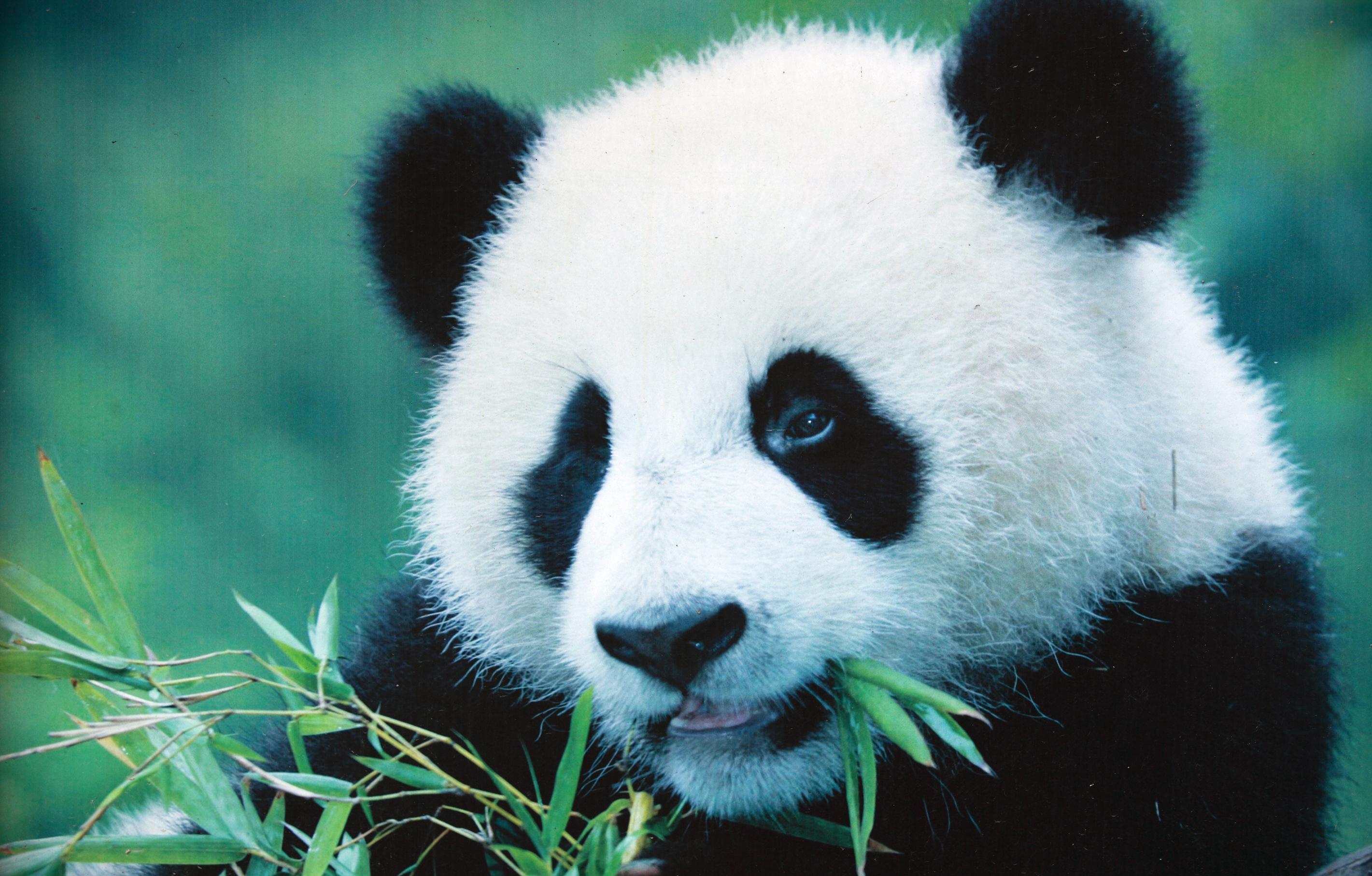 我很傻,但是我急起来也很快