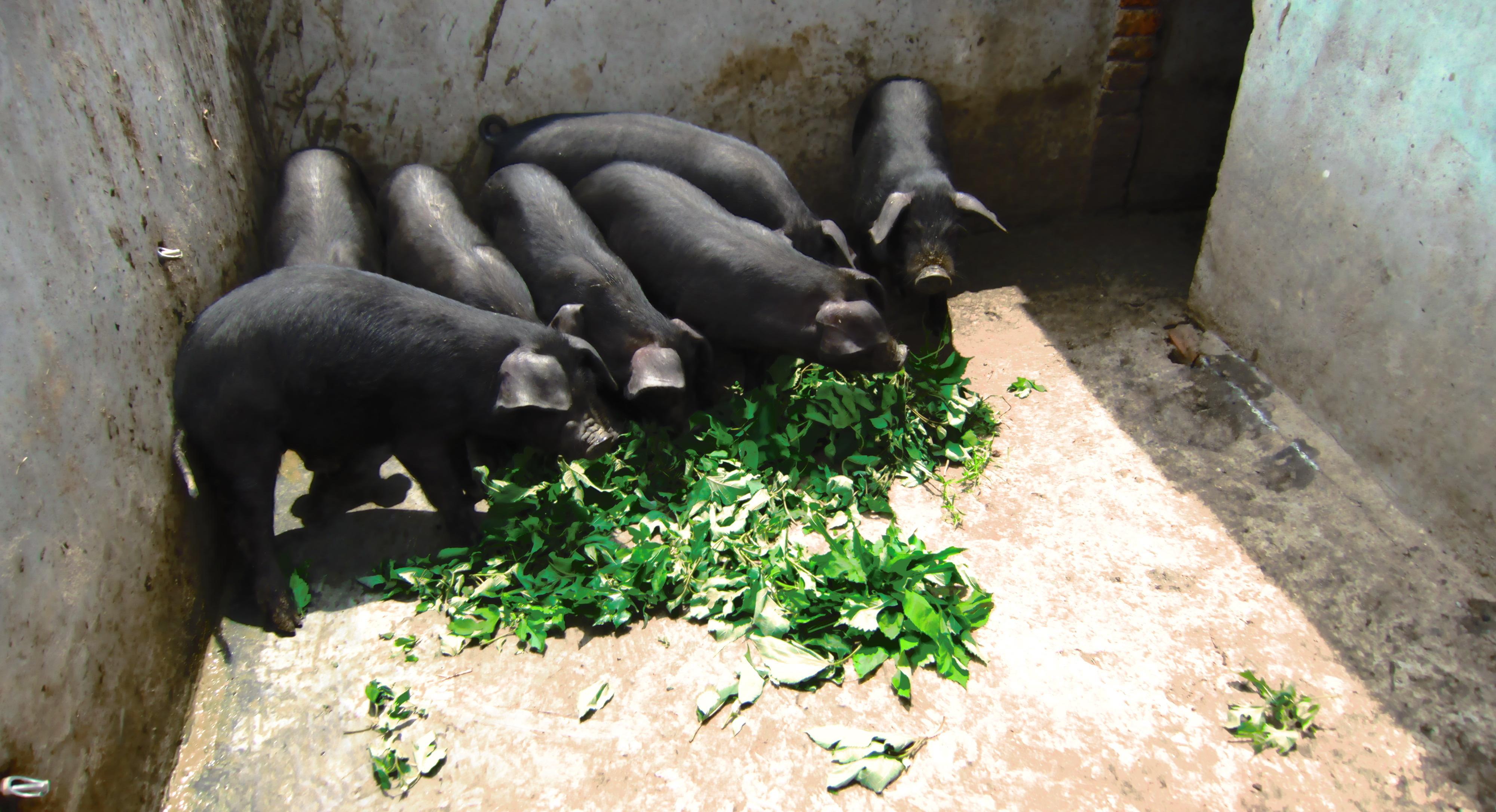 呵呵请问董事长:公司圈养的互联网猪肉口感如何?