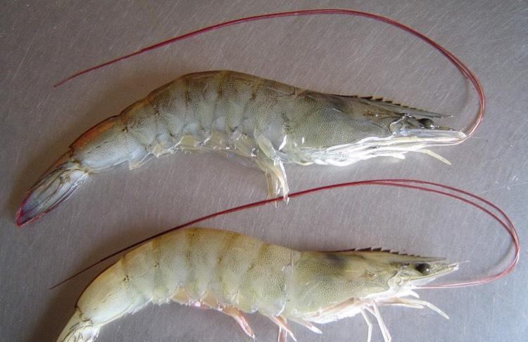 今天没涨停,不过结果还算满意,特附我小虾米的裸照.记得不要到处散播.