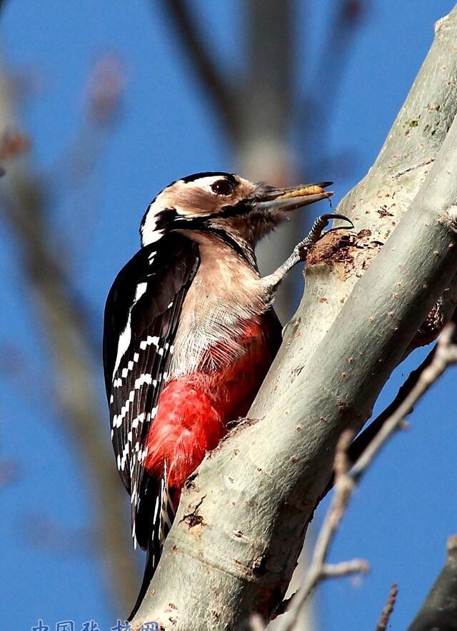 啄木鸟挖出蛀虫:大树才能更健康