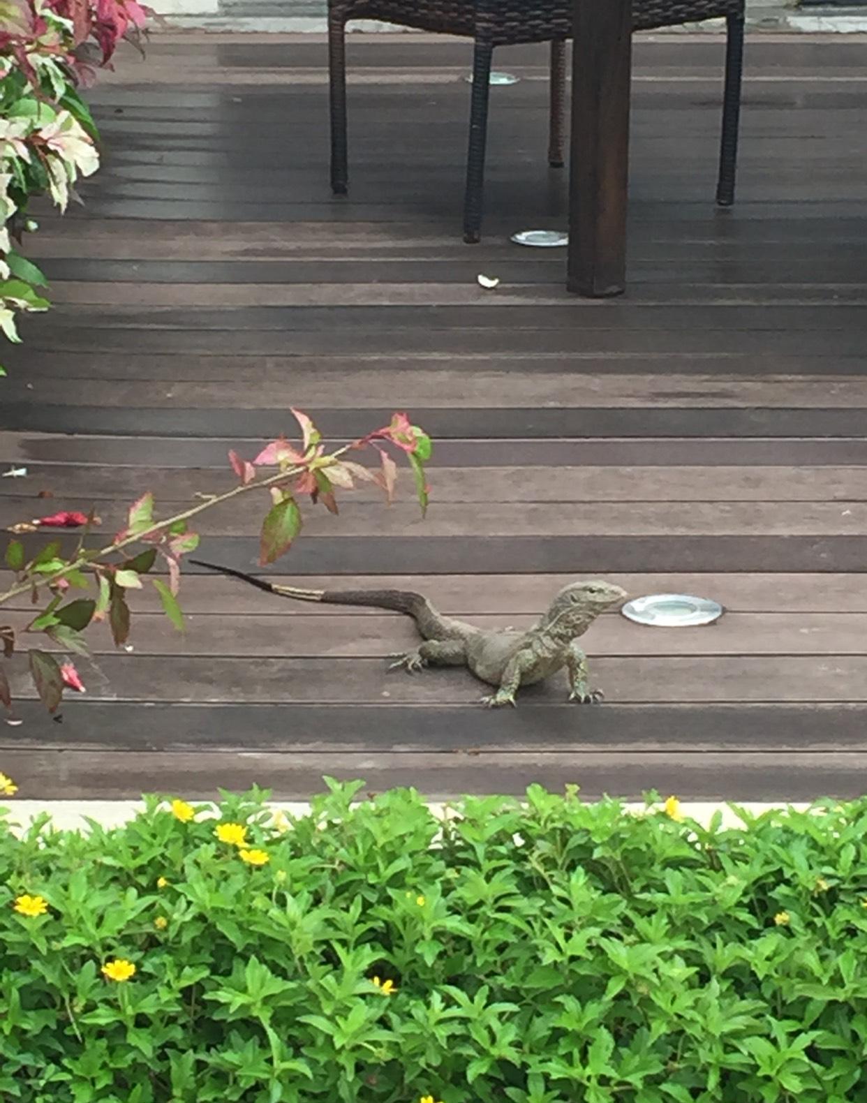 小母牛倒着上树,牛逼冲天