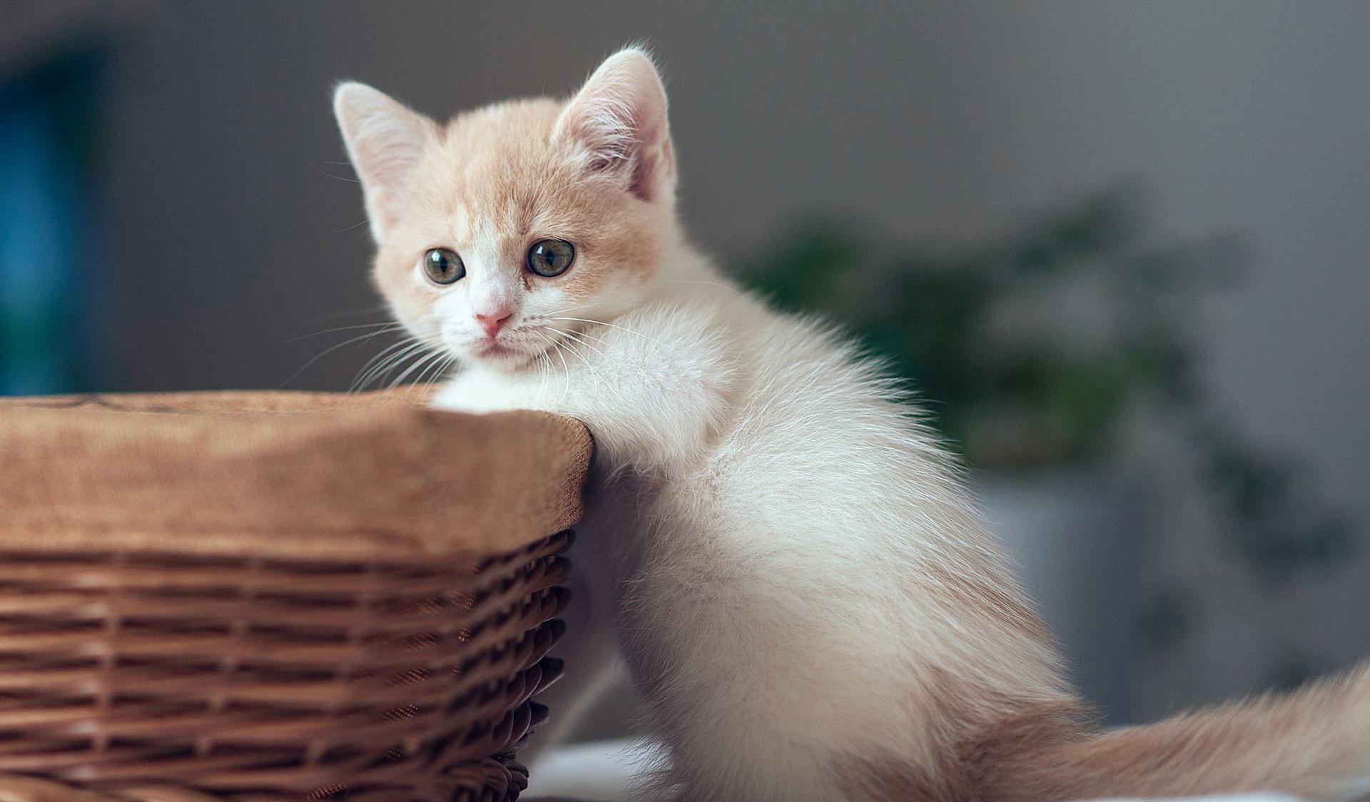 巅峰之路981——大单(11)