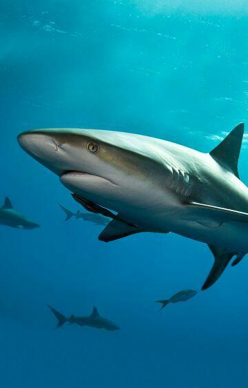 晃出六个月立马重组,进军军工!2016年的牛股,大家觉得呢?