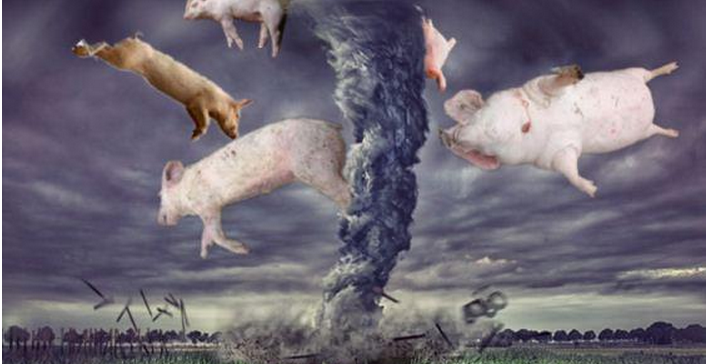 中石油 风口上的猪