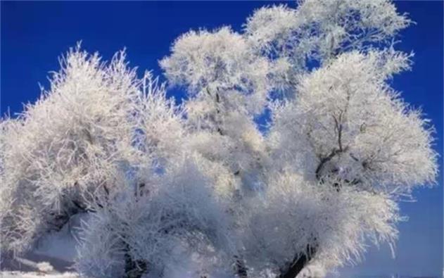 冰封大地一片姣 雾凇缠树分外妖