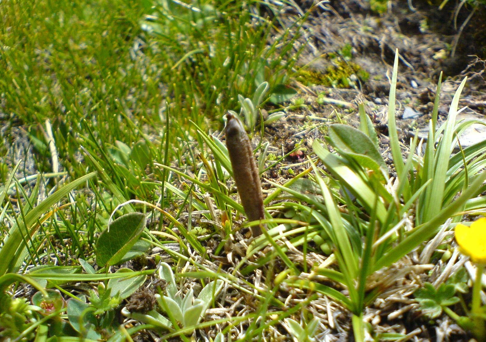 博客吧(dcblog) 正文 冬虫夏草只生长在中国青藏高原和海拔5000米的