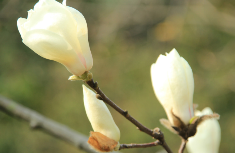 7% 600756浪潮软件 1.16日买入-1.23日卖出 获利16%  木兰