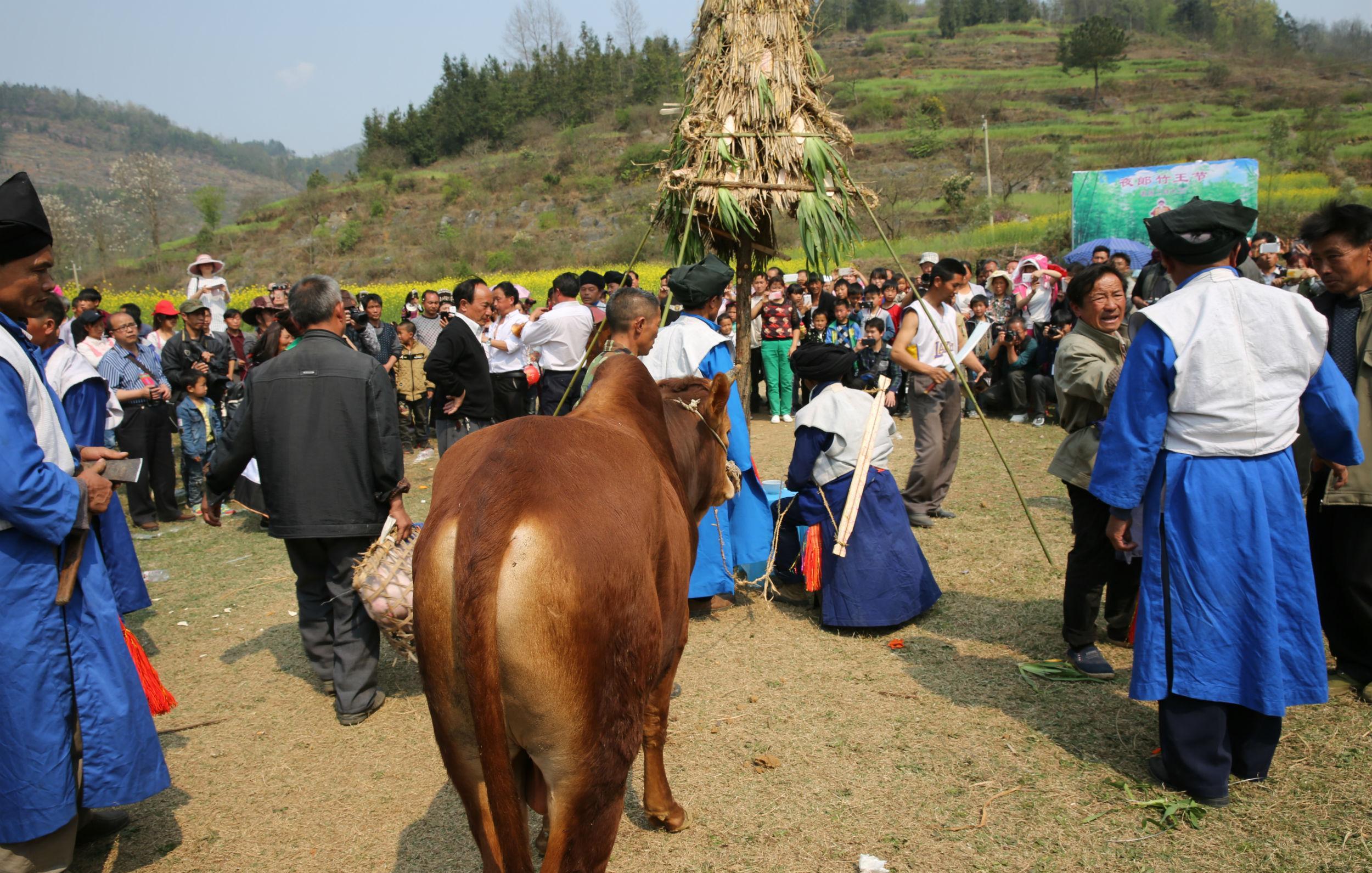 民俗夜郎王族庄重举行杀牛祭祀祖先夜郎王兴尤邪