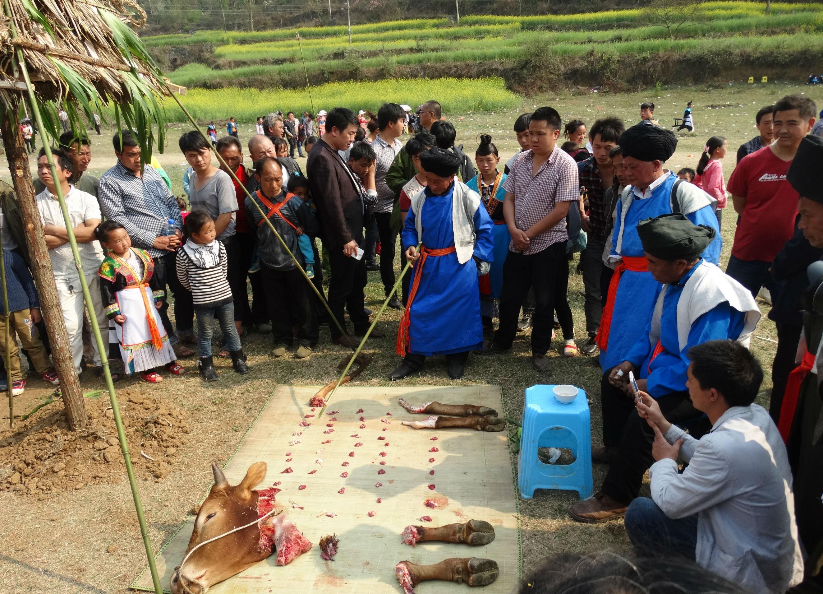 民俗夜郎王族庄重举行杀牛祭祀祖先夜郎王兴尤邪