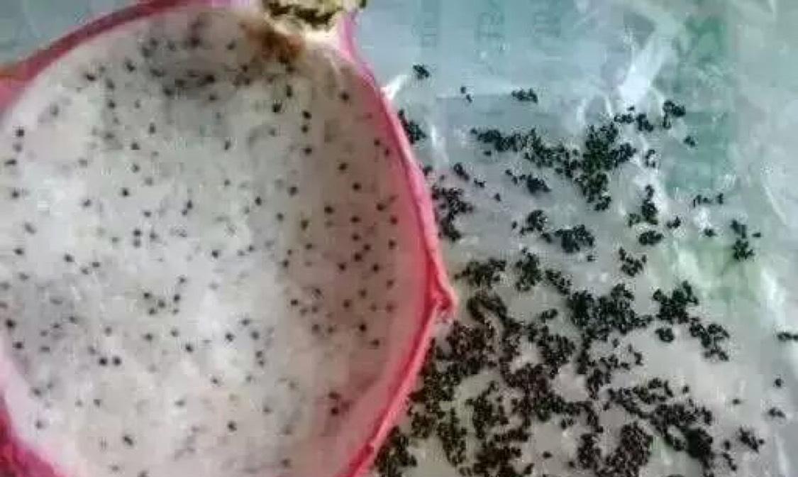 第一次去山西证券营业部吃火龙果,光是吐籽就吐了一个多小时,这么难吃