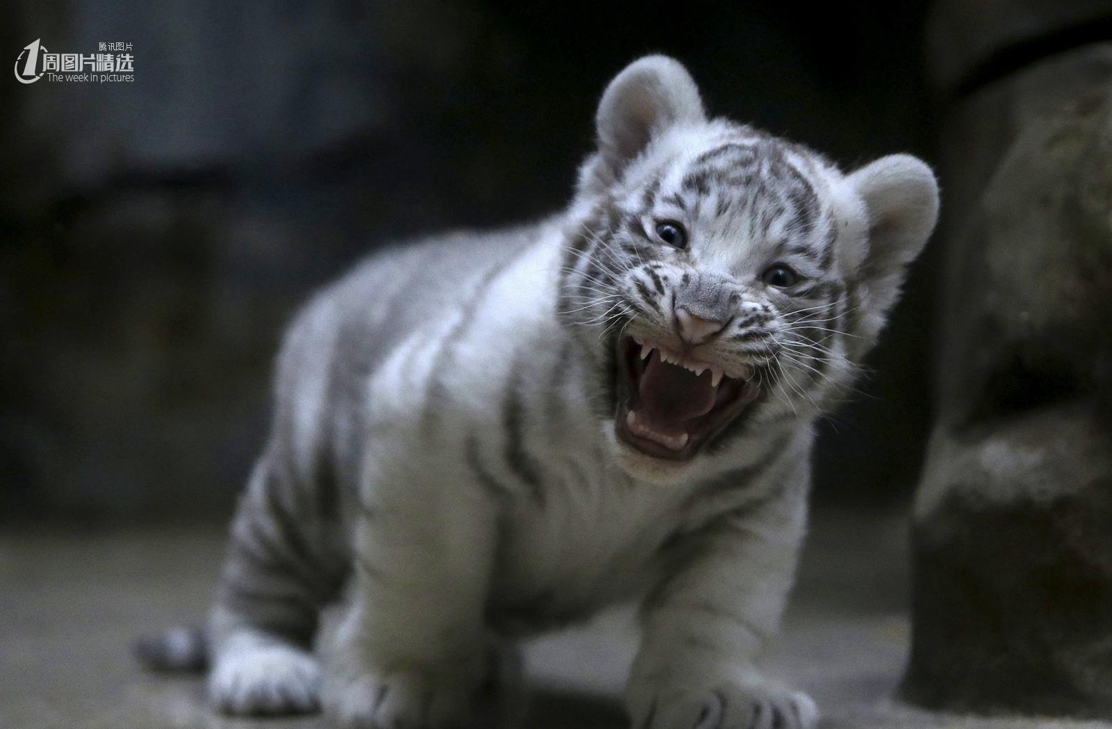 从盘里看 7s空头团队仍在.
