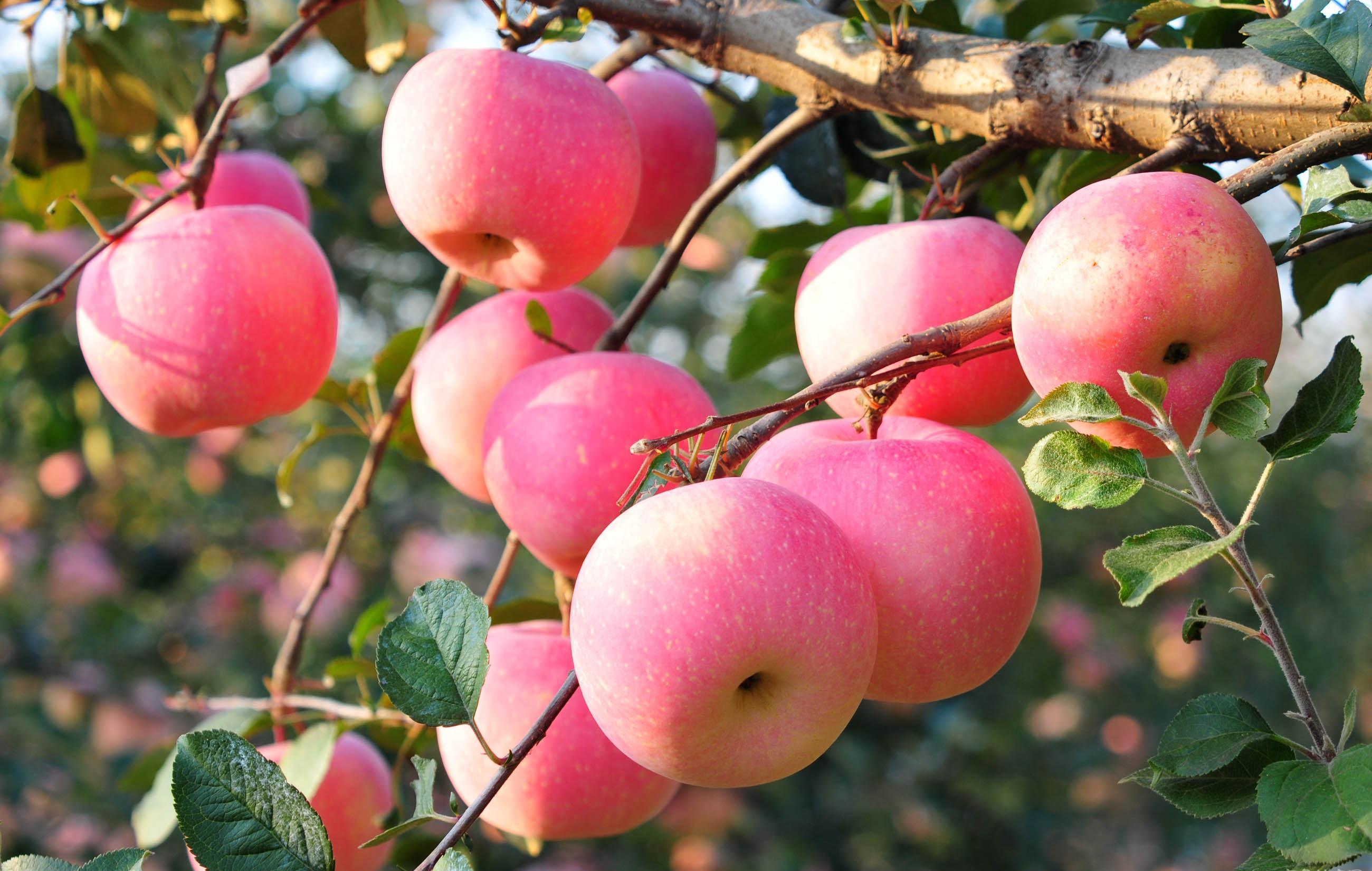 翻倍大黑马低价好股马上抢入苹果概念昔日龙头