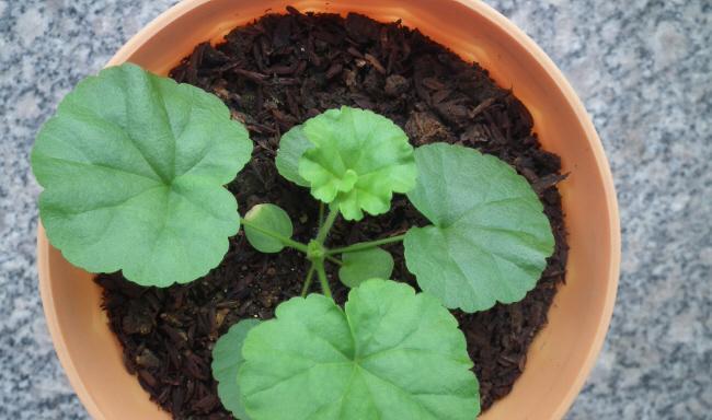 今早的q妹,第六片真叶已展开,一片子叶的发黄更加明显.