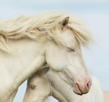 丰乐涨停11.11元2016-6-21