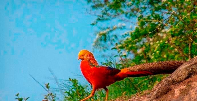 与朋友们分享图片(红腹雉鸡)