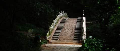 这种花只见花开不见绿叶,地球人称它为彼岸花